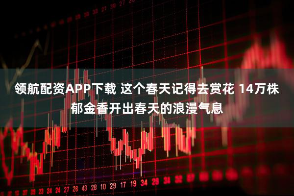 领航配资APP下载 这个春天记得去赏花 14万株郁金香开出春天的浪漫气息